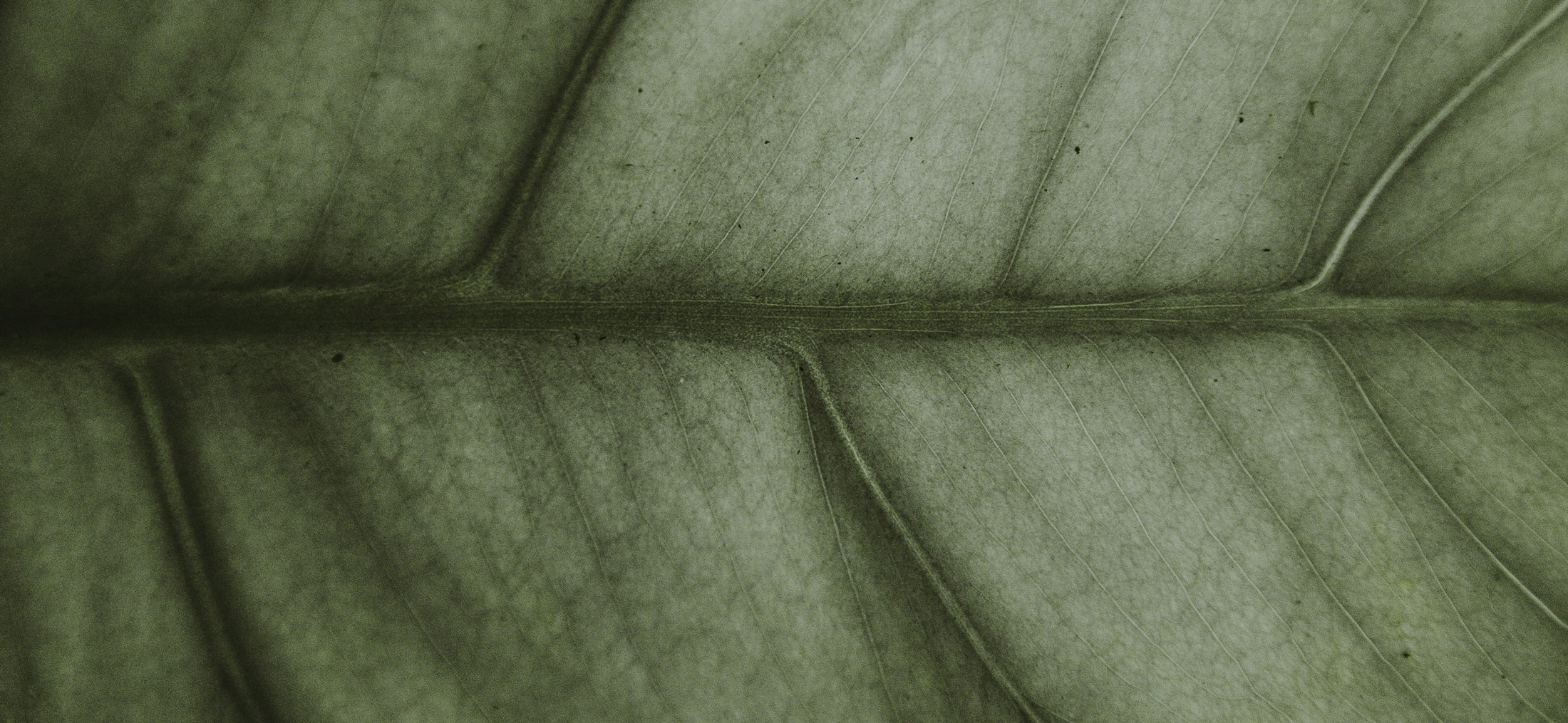 default image - Fisiolaab